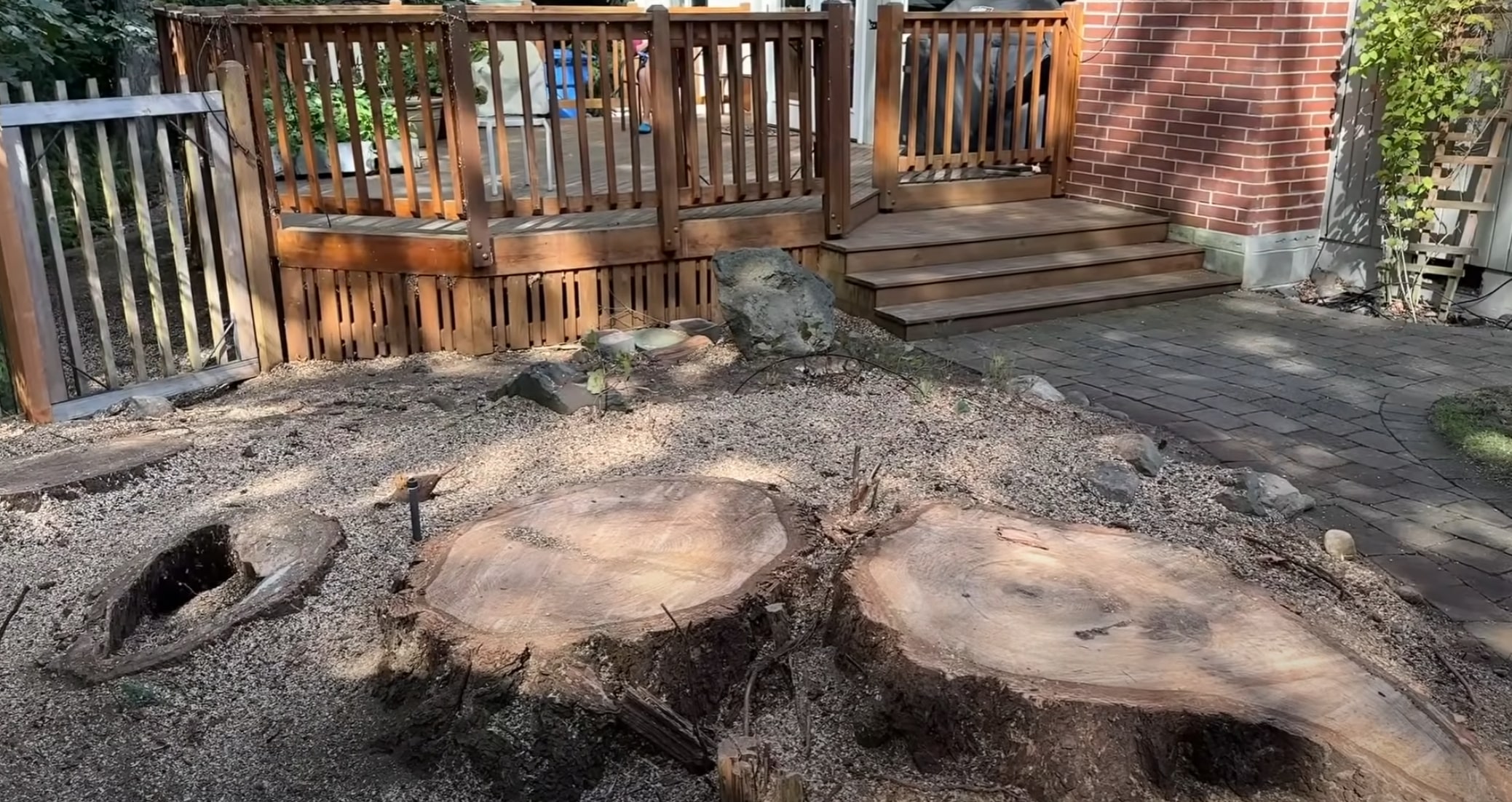 Multiple tree stumps in backyard near deck requiring grinding services in Minot, ND