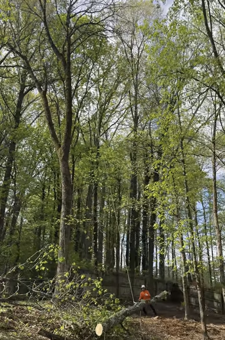 Professional tree service crew working in Minot, ND